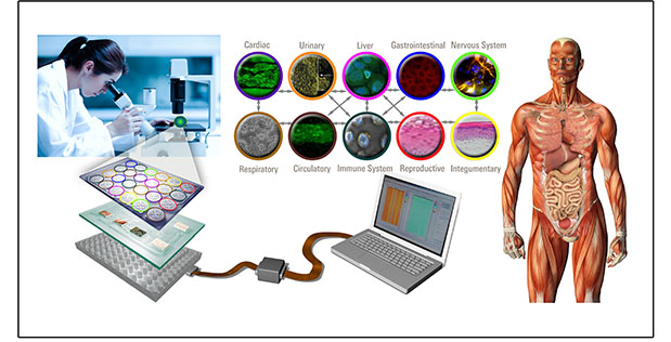 Artist’s concept of the body-on-a-chip system being designed for DARPA by the Draper Laboratory. 