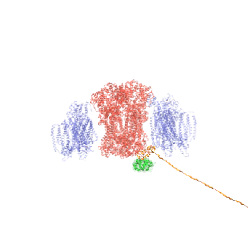 Folding landscape of disordered proteins on the surface of protein supercomplexes.