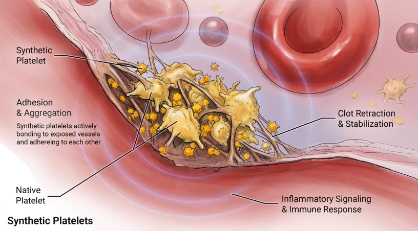 synthetic platelets operating alongside natural platelets in a blood vessel. The visualization highlights key physiological processes, including adhesion and aggregation, inflammatory signaling and immune response, as well as clot retraction and stabilization